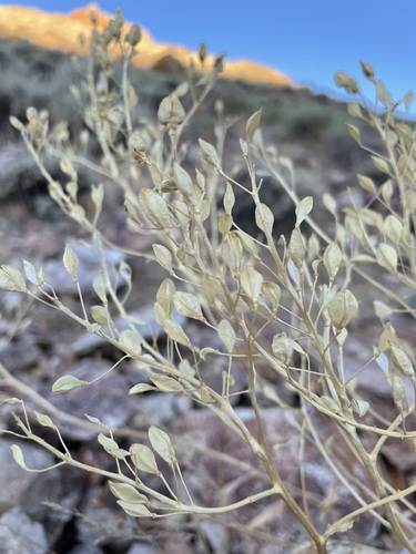 Image of Lepidium tiehmii by (c) Matt Berger, some rights reserved (CC BY)