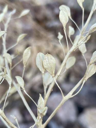 Image of Lepidium tiehmii by (c) Matt Berger, some rights reserved (CC BY)