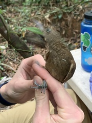 Xiphorhynchus elegans