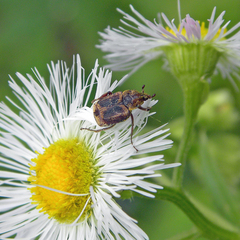 Valgus canaliculatus