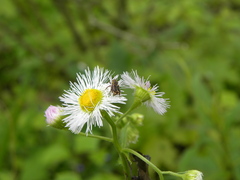Valgus canaliculatus