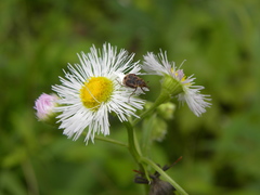 Valgus canaliculatus
