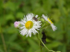 Valgus canaliculatus