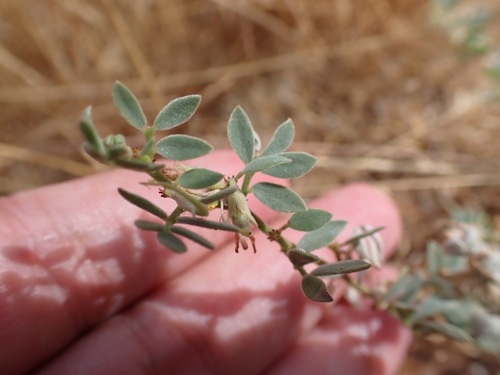 Image of Acmispon decumbens by no rights reserved