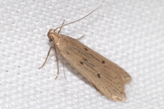 Acompsia tripunctella