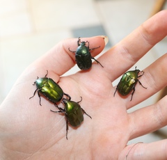 Protaetia cuprea obscura