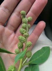 Conocarpus erectus