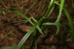 Senecio diaschides