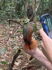 Dendroma erythroptera