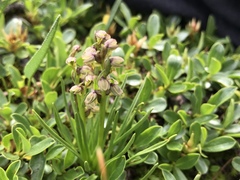 Chamorchis alpina