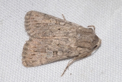 Dichagyris forcipula