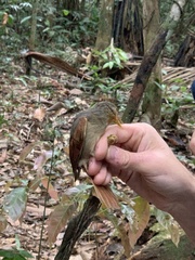 Dendroma erythroptera