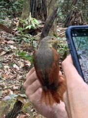 Dendroma erythroptera