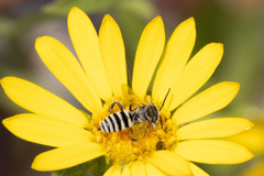 Triepeolus paenepectoralis
