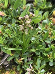 Chamorchis alpina