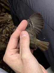 Epinecrophylla leucophthalma