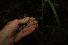 Senecio diaschides