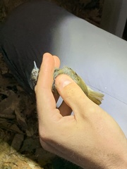 Epinecrophylla leucophthalma