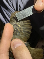 Epinecrophylla leucophthalma