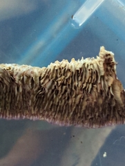Trichaptum laricinum