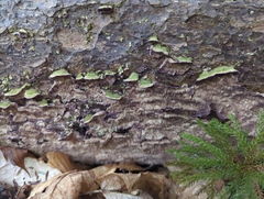 Trichaptum laricinum