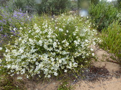 Orianthera nuda