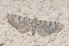 Eupithecia venosata