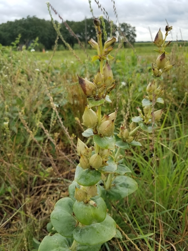 large-flowered beardtongue