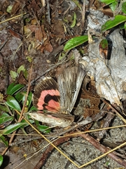 Catocala herodias gerhardi