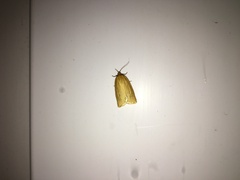 Zelotherses paleana