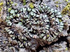Riccia inflexa