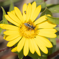 Triepeolus paenepectoralis