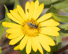 Triepeolus paenepectoralis
