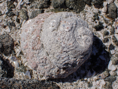 Haliotis kamtschatkana