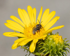 Triepeolus paenepectoralis