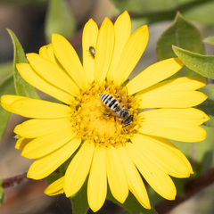 Triepeolus paenepectoralis