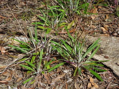 Senecio phelleus
