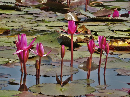 Nymphaea rubra
