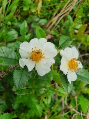 Rosa maximowicziana