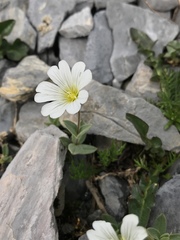 Cerastium latifolium