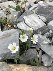 Cerastium latifolium