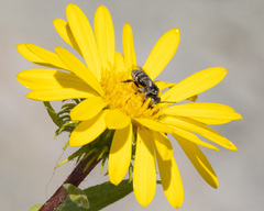 Triepeolus paenepectoralis