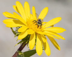Triepeolus paenepectoralis