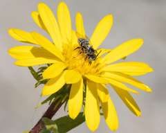 Triepeolus paenepectoralis