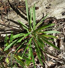 Senecio phelleus