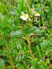 Rosa maximowicziana