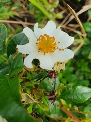 Rosa maximowicziana