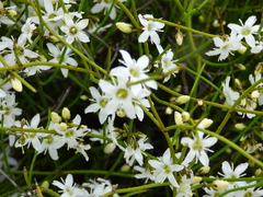 Orianthera nuda