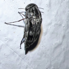 Tomoxia lineella