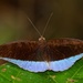 Tanaecia iapis - Photo (c) shirdipam, algunos derechos reservados (CC BY-NC)